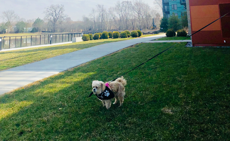 5 Dog-Friendly Amenities to Look for in 2019 Cover Photo