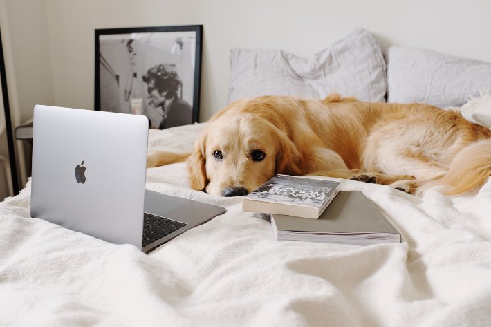 Image for Apartment Amenities Your Pets Will Love