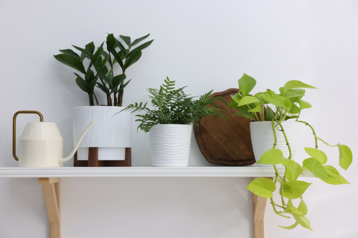 Image for Apartment Living for Plant Lovers: Best Indoor Greenery for Beginners