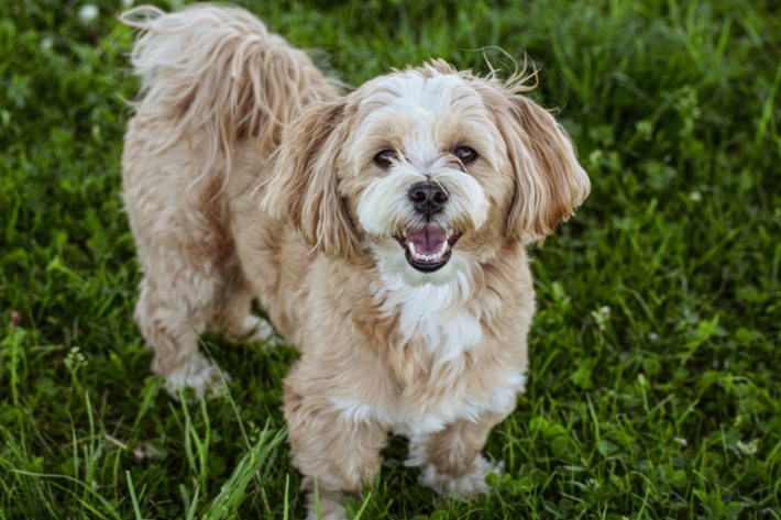 Image for 5 Ways to Explore with Your Furry Friend