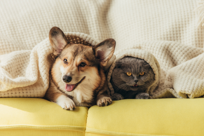 Image for What to Look for in a Pet-Friendly Apartment Community
