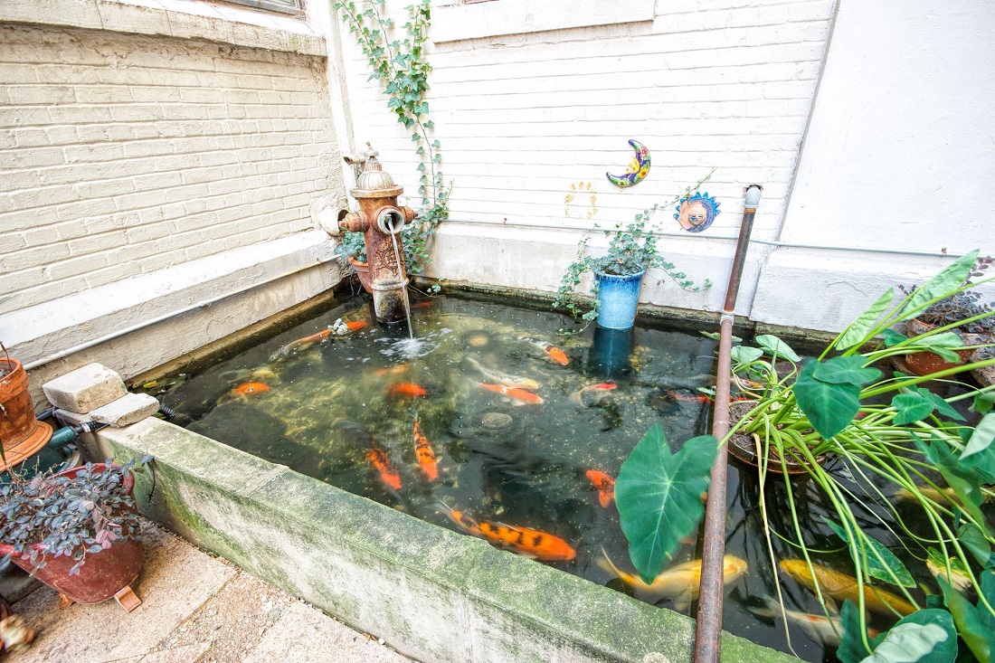 Community Fishpond at American Beauty Mill Apartments in Dallas, TX