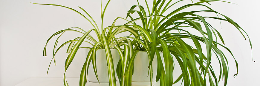 These Four Common Houseplants Need the Following Care to Survive and Thrive Cover Photo
