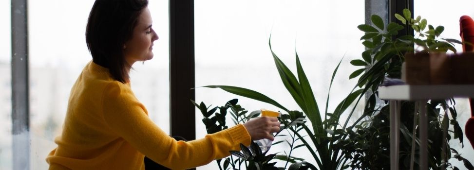 These Are Four Common Houseplants to Consider If You Are in the Market for a New One  Cover Photo