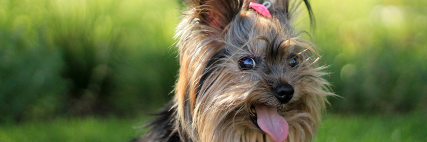 Pet Ownership Holds Many Benefits That You Might Not Even Realize Cover Photo