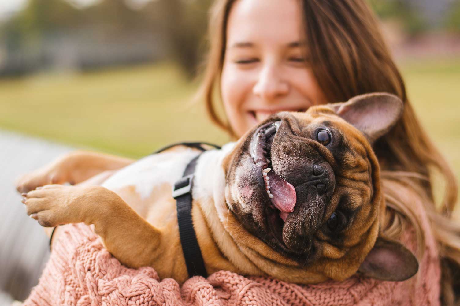 A playful Pug Sticking out his tongue, and his owner happily smiling in the background