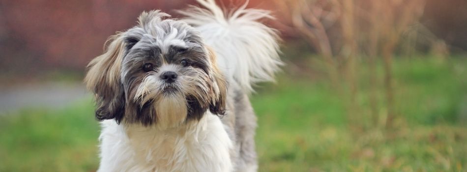 5 Hypoallergenic Dog Breeds Ideal for People with Allergies Cover Photo