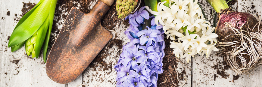 Start a New Hobby By Following These Six Gardening Tips for Beginners Cover Photo
