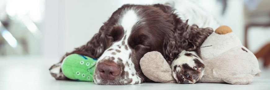 A pet dog sleeping with his stuff toy