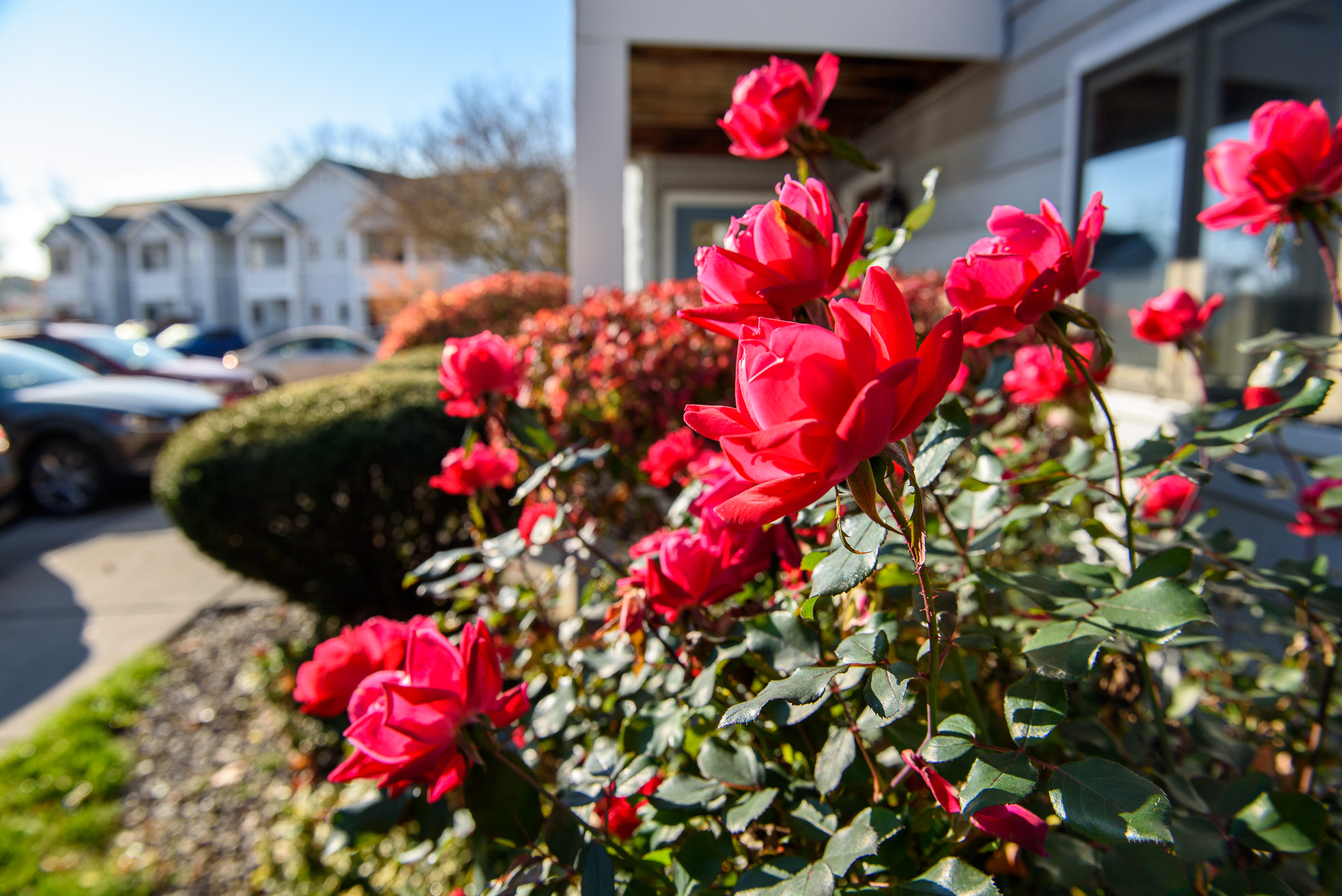 Landscaping outside Corn Hill Apartments Showing Roses in Bloom
