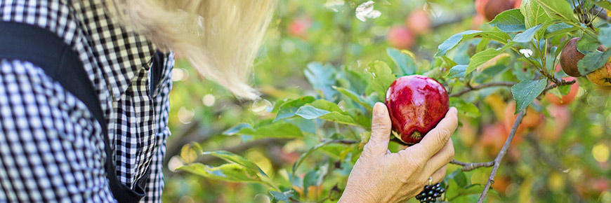 Pick Apples or Have Them Picked for You at the Cider Hill Family Orchard This Weekend  Cover Photo