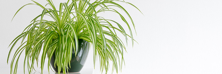 A Simple Guide on Caring for These Four Common Types of Houseplants  Cover Photo