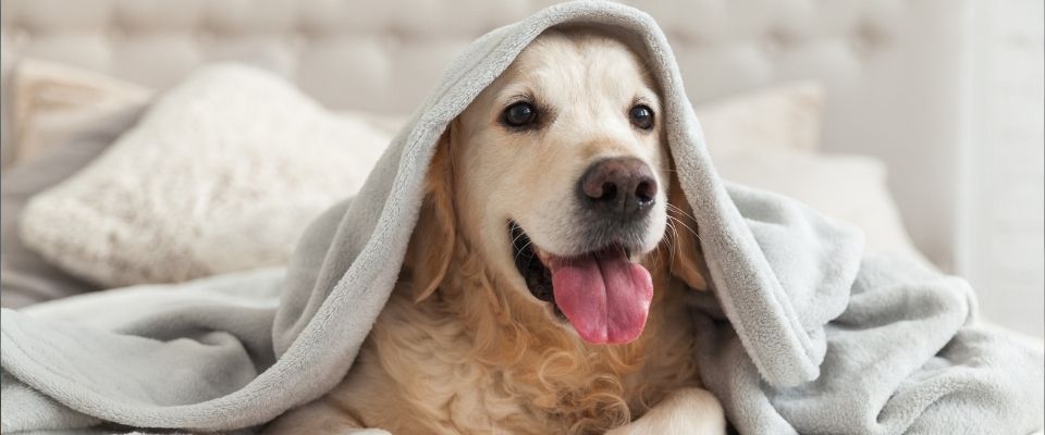 A pet dog under the bed sheet