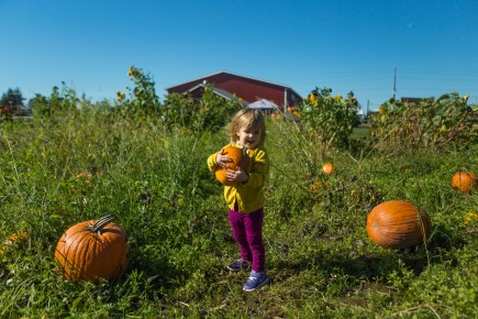 Pumpkin Patches to Visit! Cover Photo