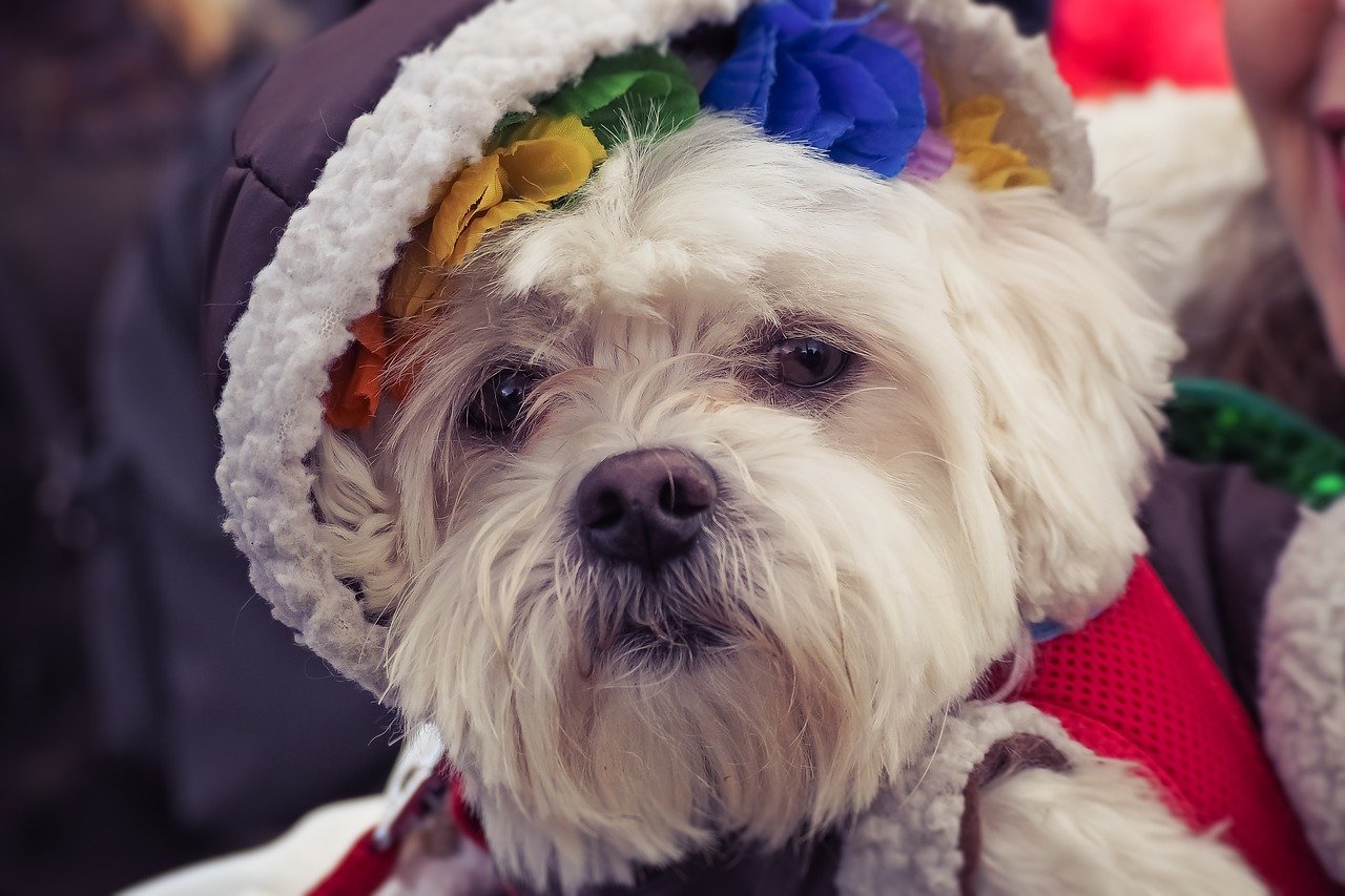 NATIONAL DRESS UP YOUR PET DAY! Cover Photo
