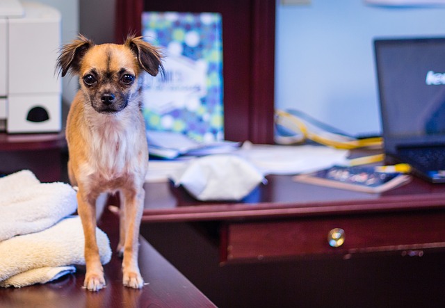 National Take Your Dog To Work Day  Cover Photo
