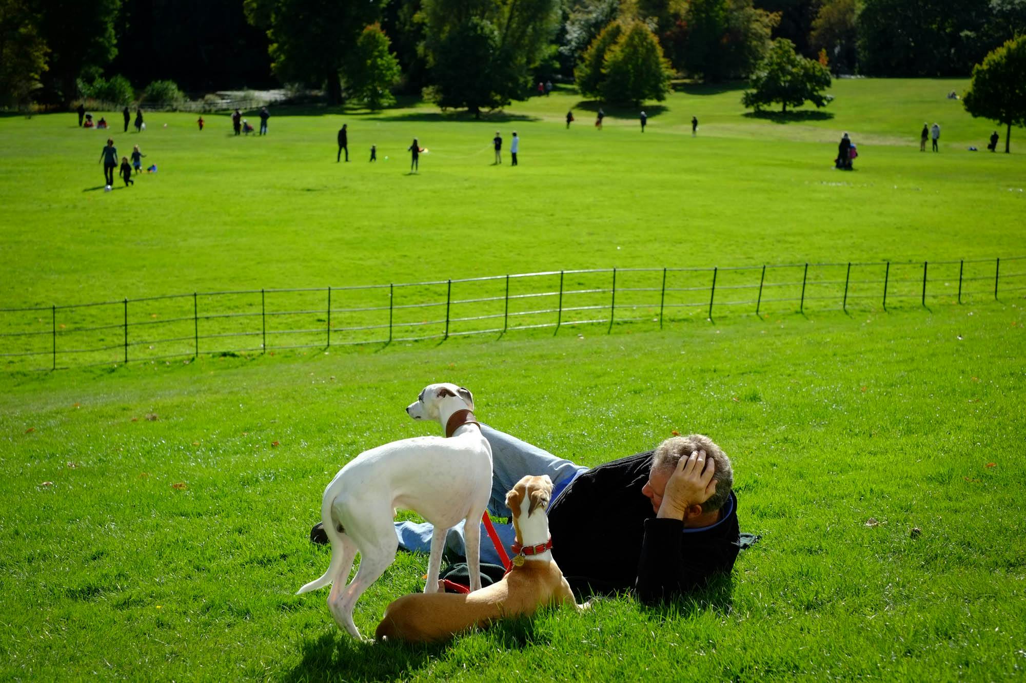 Image for Local Dog Parks and Pet Services in Middlesex to Explore