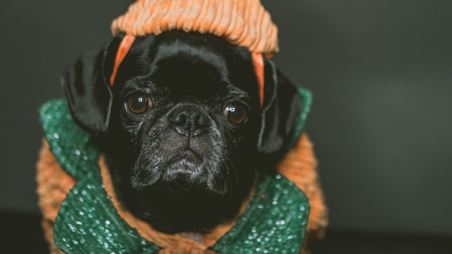 NATIONAL DRESS UP YOUR PET DAY Cover Photo