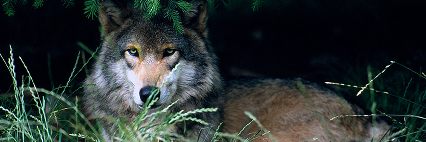 Red Wolves Are Endangered! Learn How to Help Them During Explore the Wild: Red Wolves Cover Photo