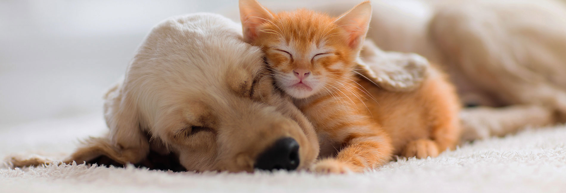 Pictured Pet Dog and Cat Cuddling