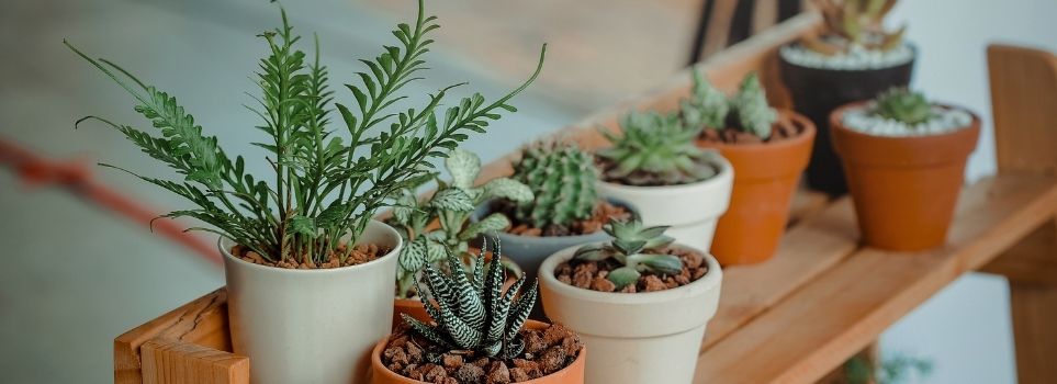 Love Plants? Here Are 3 That You Can Buy on Amazon Right Now! Cover Photo