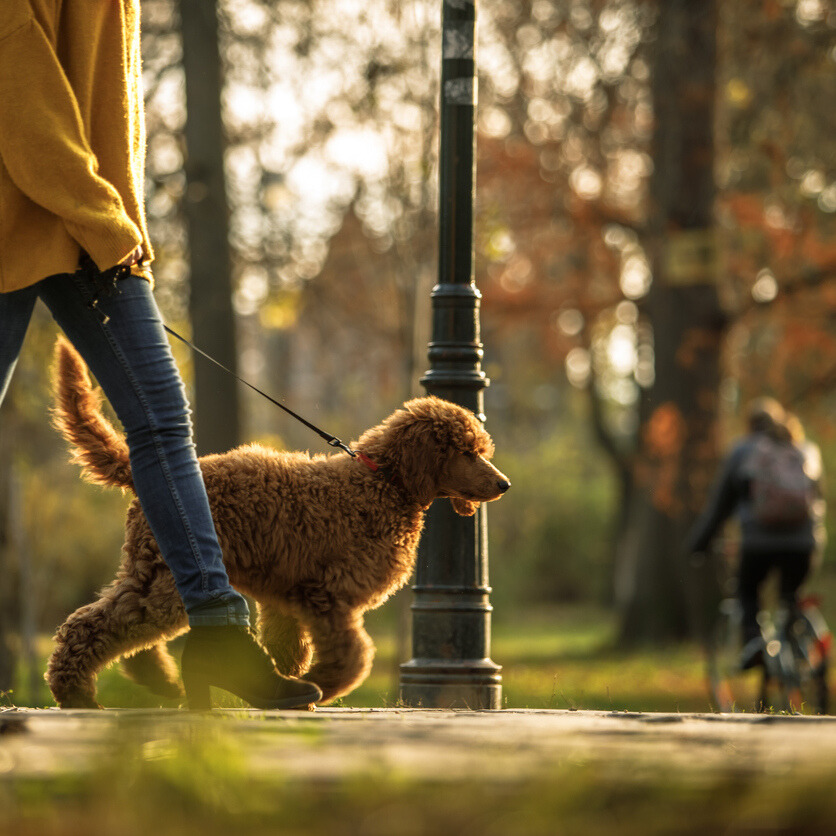 Woman walking her dog on a leash at a park in the afternoon