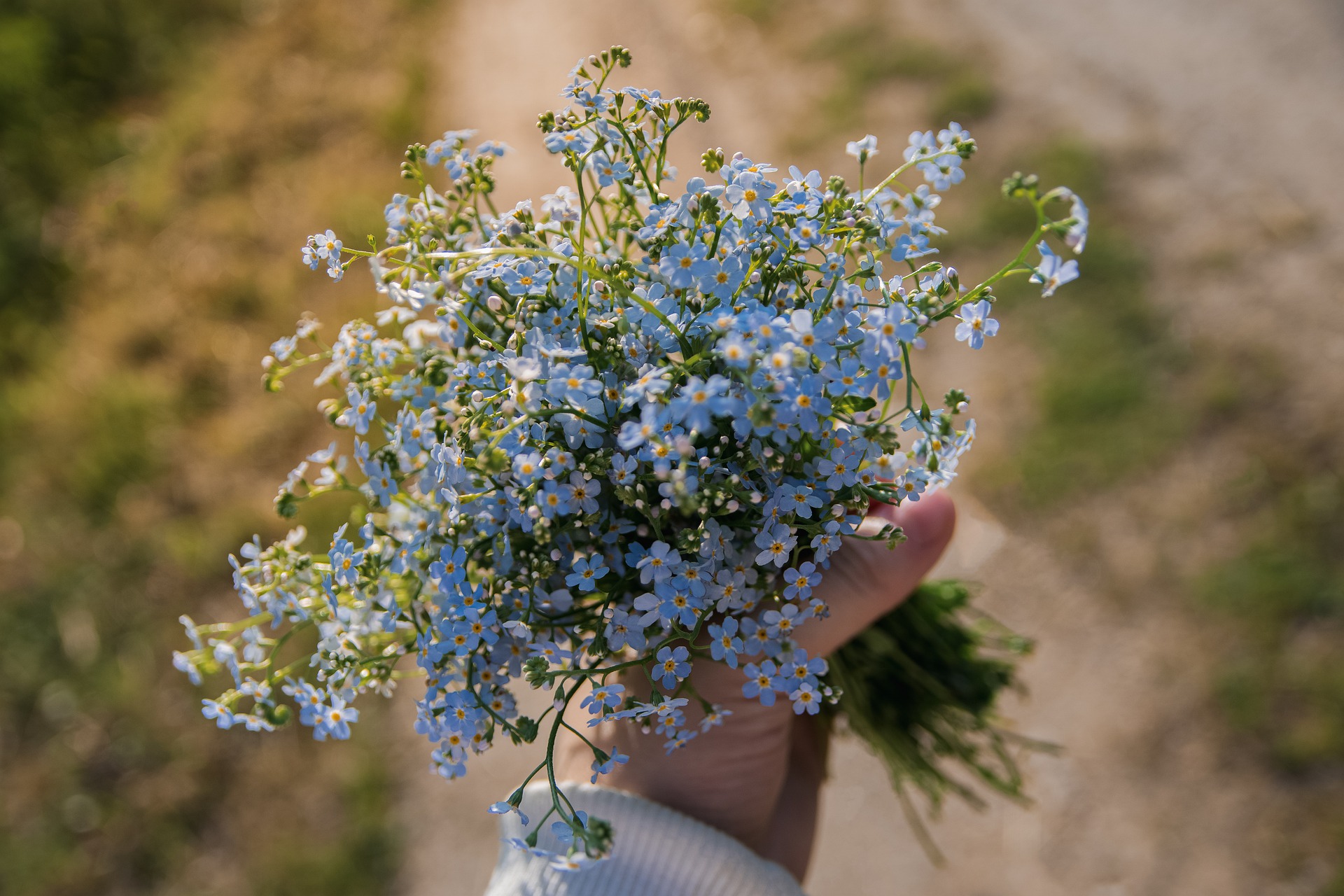 Happy National Forget Me Not Day ! Here is how to celebrate : Cover Photo