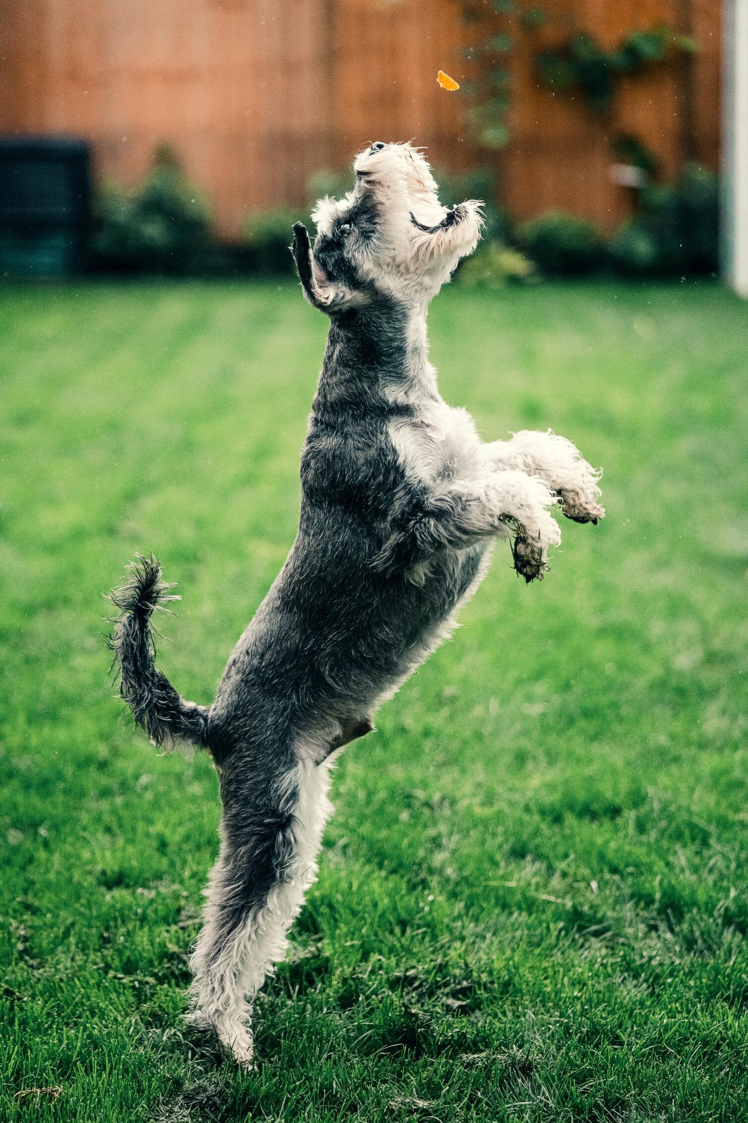 Image for Where to Take Your Dog for a Treat in Montclair