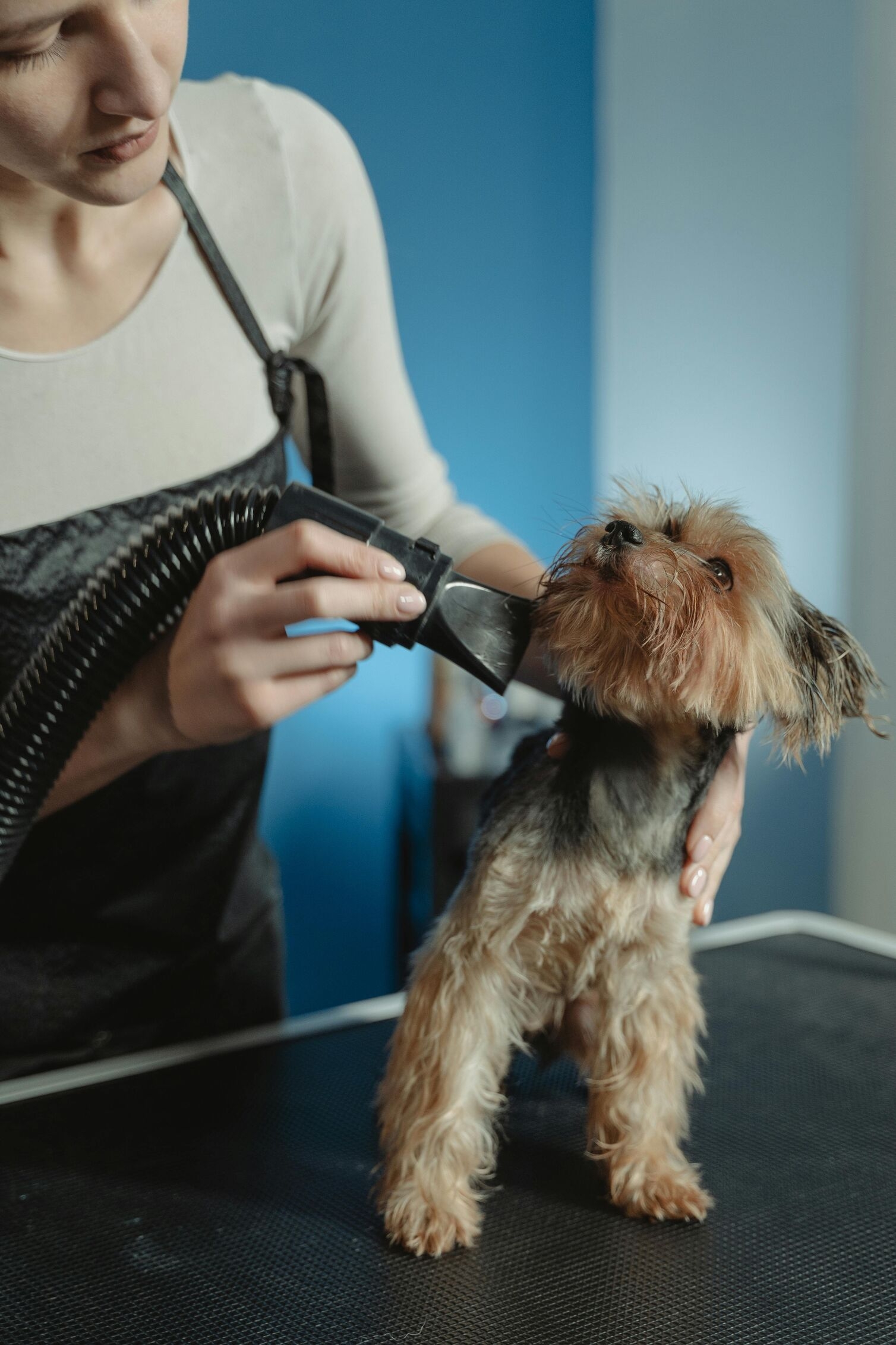 Image for Pet-Friendly Businesses in Fishkill You’ll Want to Know