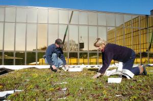 Urban Roofs Going to Seed