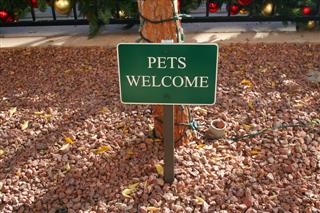 Survey Reveals Trends in Pet-Friendly Renting