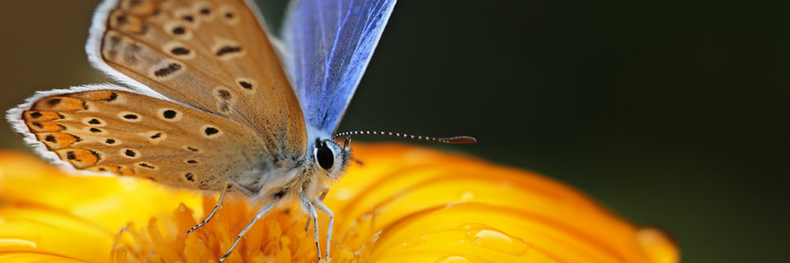 Experience All the Intricacies of Nature at Bug Mania Cover Photo