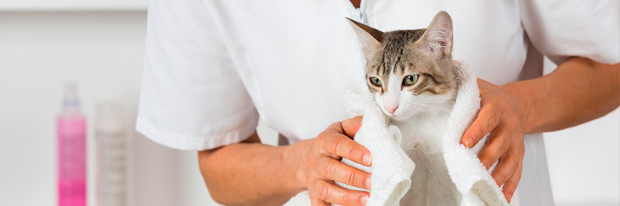 Get Ahead of Unexpected Vet Bills with These Tips and Tricks Cover Photo