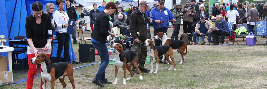 Image for Run, Rover, Run to the Houston World Series of Dog Shows Next Wednesday 