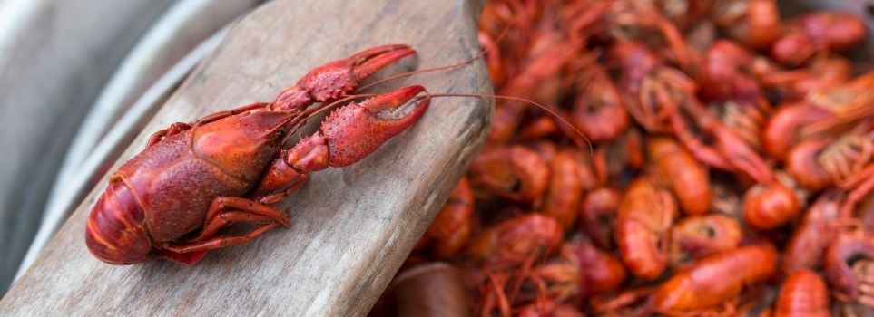 Looking for Boiled Crawfish Fix in Houston, Texas? Here Is Where to Get Your Fix!  Cover Photo