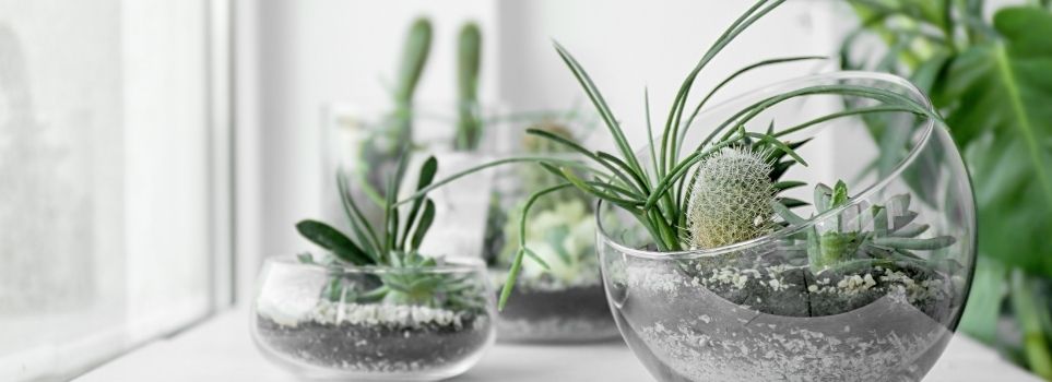 Here Are Four Common Houseplants to Consider If You Are in the Market for a New One Cover Photo