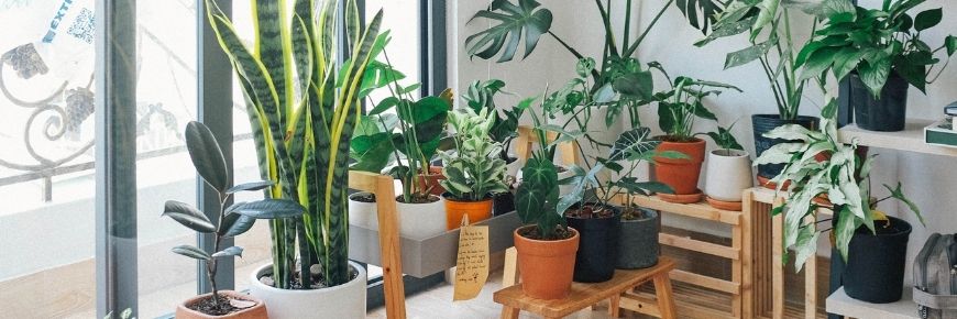 Spruce Up Your Floor Plan with a Few Indoor Plants That Require Little Light Cover Photo