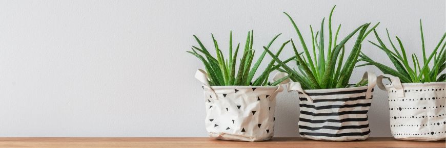 These Four Common Houseplants Need the Following Care to Survive and Thrive  Cover Photo