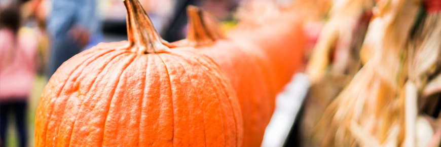 It Is the Time of Year for Pumpkins, Monsters, and More— Find Them All During This Event!  Cover Photo