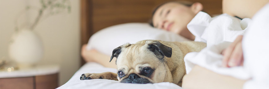 Having Bad Dreams? These Tips Can Provide You with Some Much-Needed Relief Cover Photo