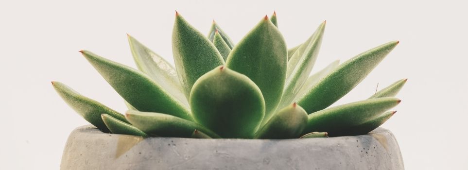 Enjoy a New Succulent Every Month from One of These Subscription Services Cover Photo