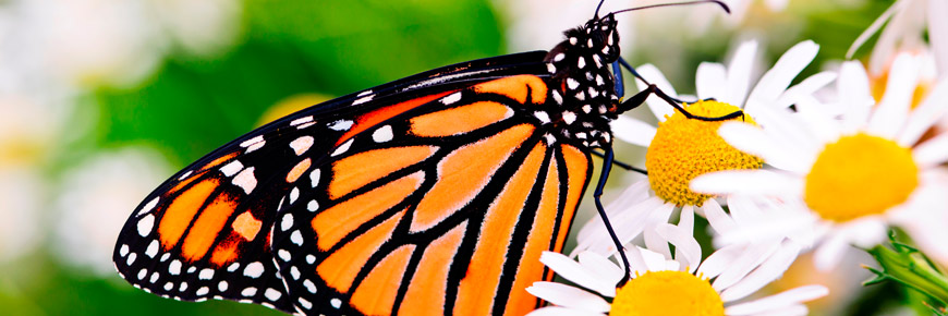  Stroll Through a Romantic Butterfly House with Your Special Someone  Cover Photo