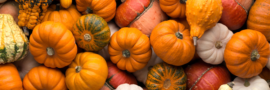 It Is a Pumpkin Party at This One-of-a-Kind Exhibit  Cover Photo