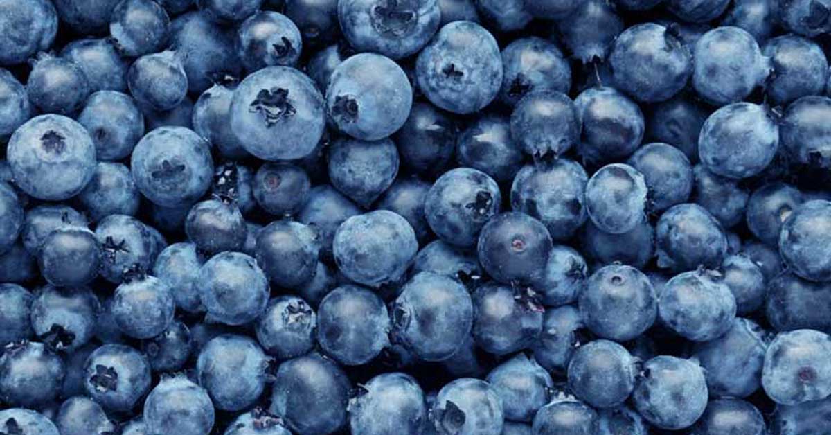 Blueberry Picking  Cover Photo