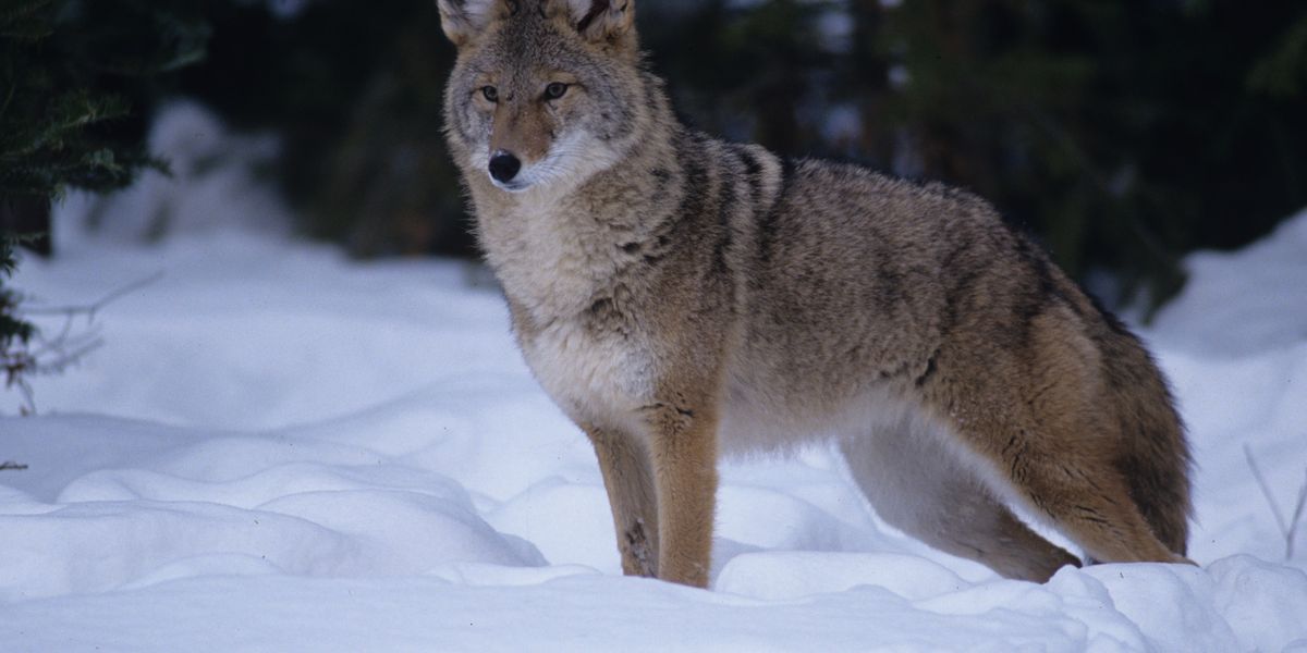 Coyote activity increases in the winter; here’s what to do if you spot one in Ohio Cover Photo
