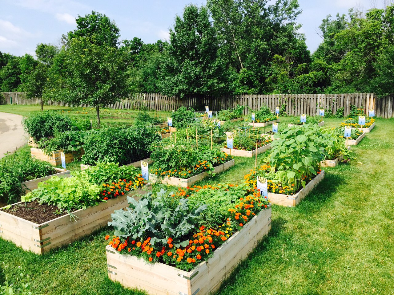 The easiest vegetables to grow in garden beds and containers Cover Photo