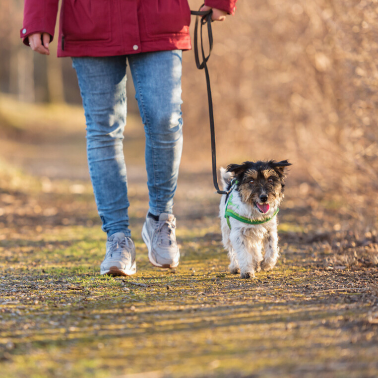Woman walking with pet dog on a leash in the park