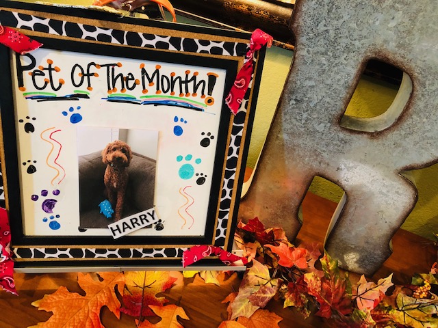 October Pet Of The Month Cover Photo