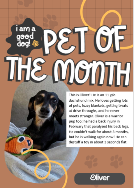 Image for Pet of the Month for September