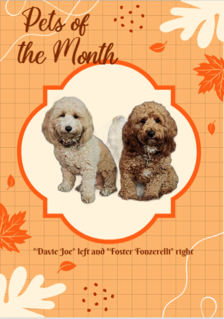 Image for November Pets of the Month